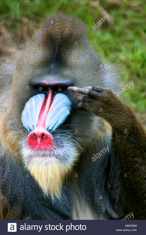 a-mandrill-ape-appears-to-raise-its-middle-finger-in-a-rude-gesture-toward-the-camera-MAK50M.jpg