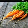 Random_Carrots
